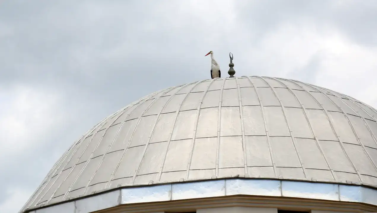 Serik Dikmen’de Leylek Yuvası Krizi Tatlıya Bağlandı 2